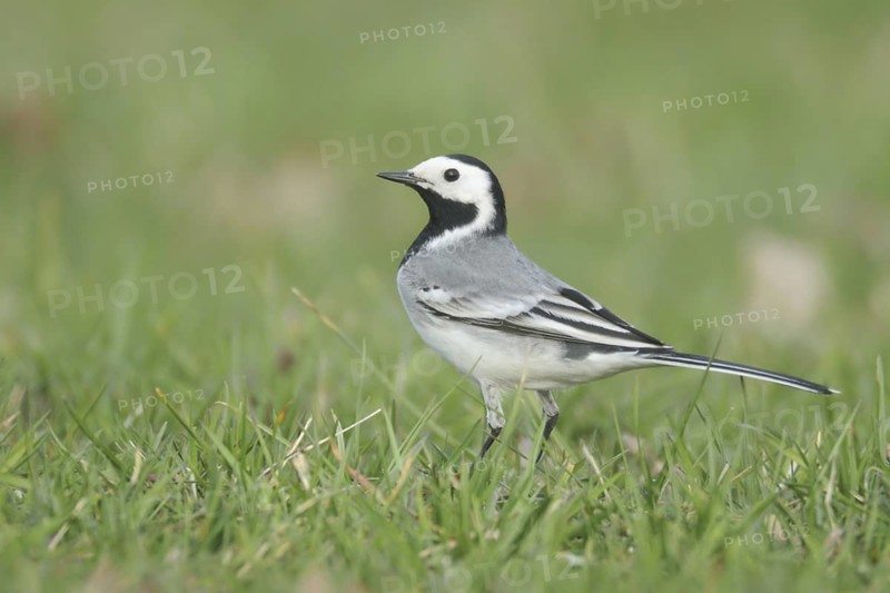 White Wagtail (Motacilla alba), North Rhine-Westphalia, Germany