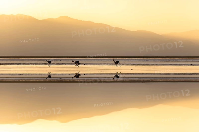 In the Andean Highlands of La Puna, Argentina, a group of vicunas gracefully roam the reflective salt flats at sunset, creating a tranquil and serene landscape scene