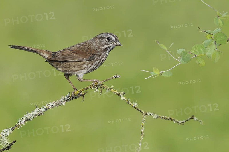Song Sparrow (Melospiza melodia), British Columbia, Canada
