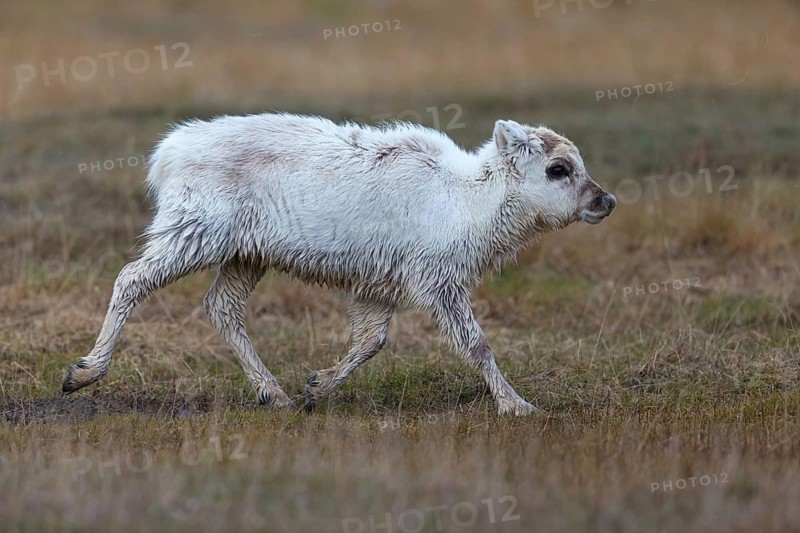 Reindeer, Ren, (Rangifer tarandus), Spitsbergen-Ren, calf, young animal, Norway, Spitsbergen, Longyearbyen, Svalbard / Spitsbergen, Norway