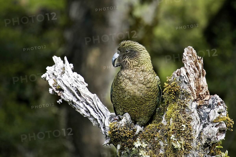 Kea (Nestor notabilis), South Island, New Zealand