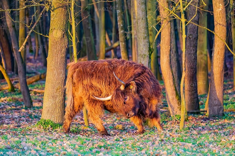 One Highland cow (Bos (primigenius) taurus) stands at a forest edge, scratching herself