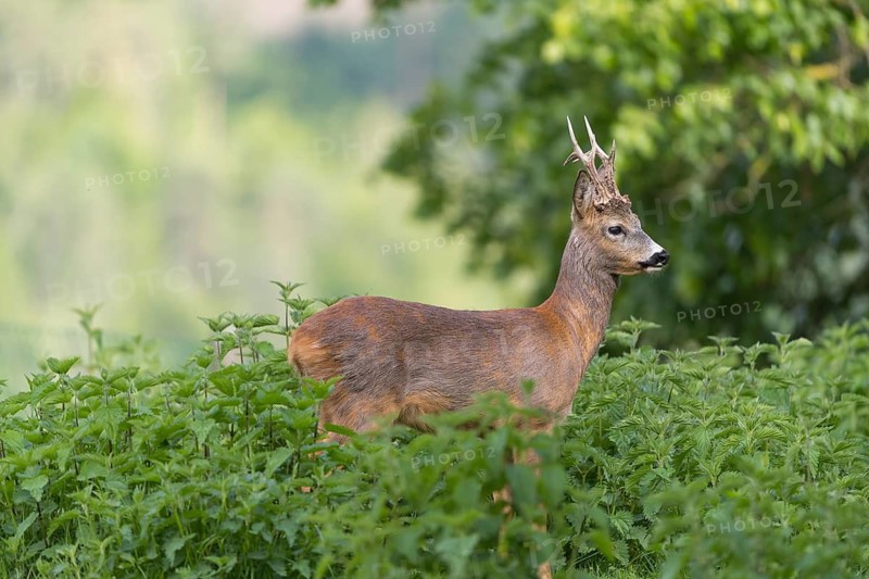 One male Roe Deer, Roe buck (Capreolus capreolus), standing in a thicket of stinging nettle. Some green vegetation in the distant background