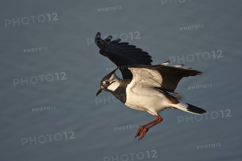Northern Lapwing (Vanellus vanellus), Schleswig-Holstein, Germany