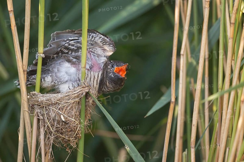 Common Cuckoo (Cuculus canorus) juvenile begging in nest of Eurasian Reed Warbler, Saxony-Anhalt, Germany
