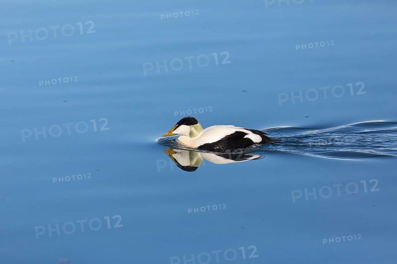 One male common eider, Somateria mollissima, swimming at Jökulsárlón glacier lagoon, Iceland