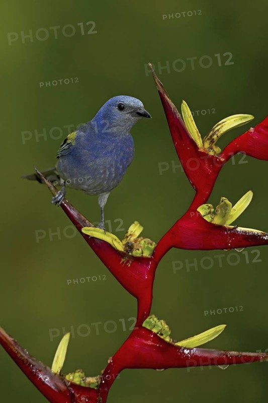 Golden-chevroned Tanager (Thraupis ornata), Atlantic rainforest, Brazil