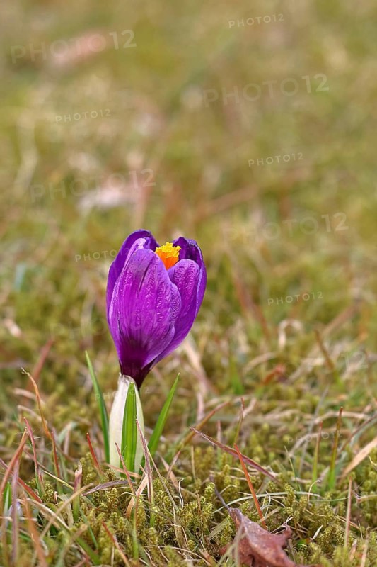 Crocus (Crocus) in spring in a meadow, blue flower, Wilnsdorf, North Rhine-Westphalia, Germany