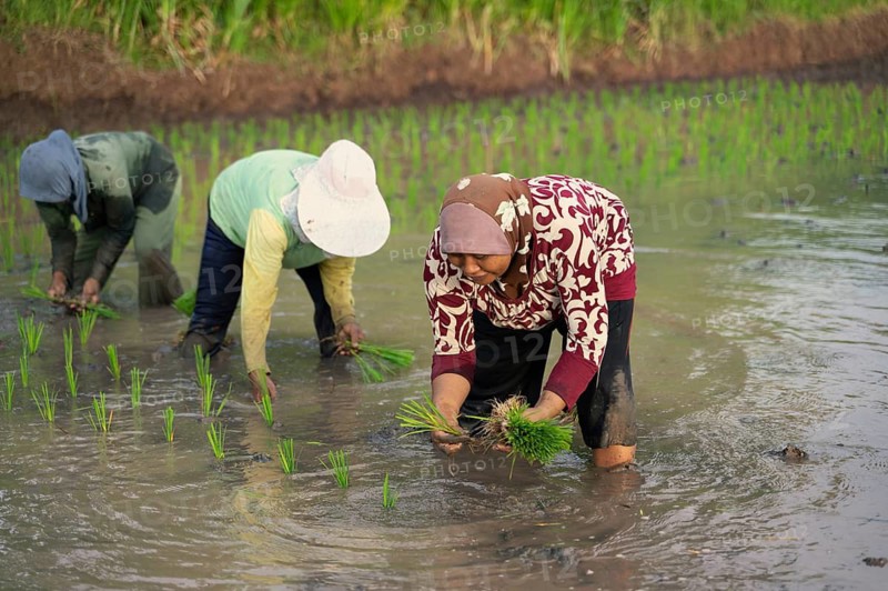 Indonesian farmers skillfully plant rice seedlings in lush paddy fields. This vital agricultural process showcases traditional practices and sustainable farming methods