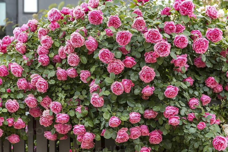Bedding rose (Rosa LEONARDO DA VINCI), Wethavn, Sweden
