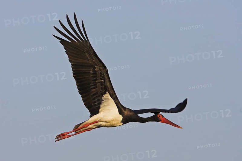 Black Stork (Ciconia nigra) flying, Lesvos, Greece