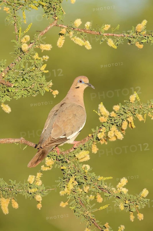 White-winged Dove (Zenaida asiatica) perched on a branch, Texas, USA