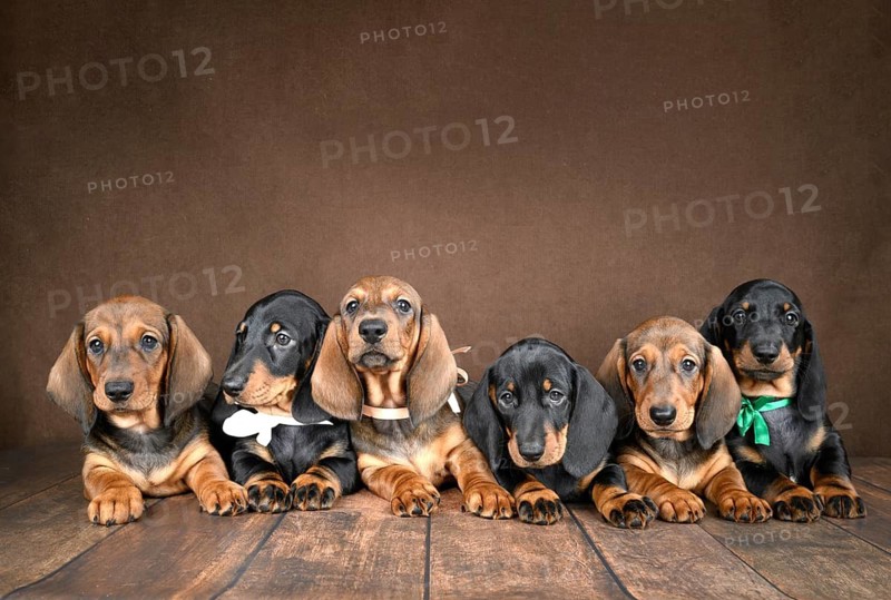 A charming group of small dachshund puppies posed together on a dark background. Their curious eyes and floppy ears make for an adorable, heartwarming scene