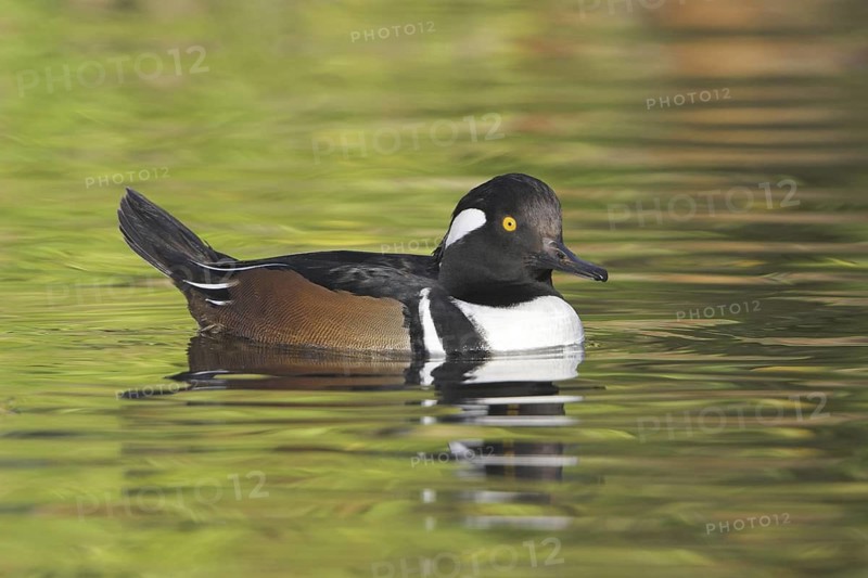 Hooded Merganser (Lophodytes cucullatus) male, British Columbia, Canada
