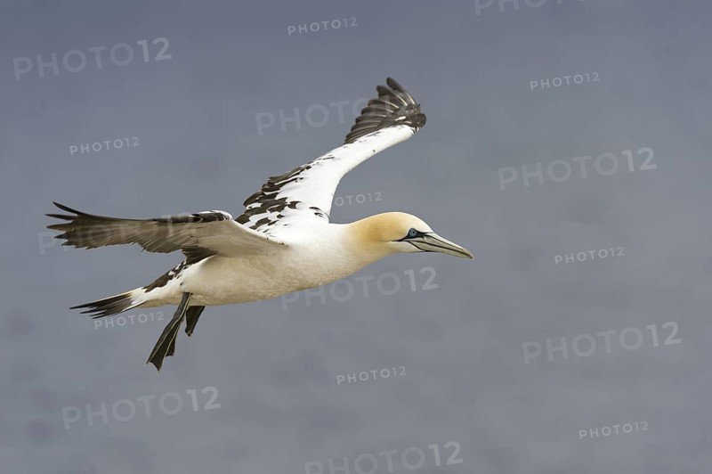 Northern Gannet (Morus bassanus) flying, Quebec, Canada
