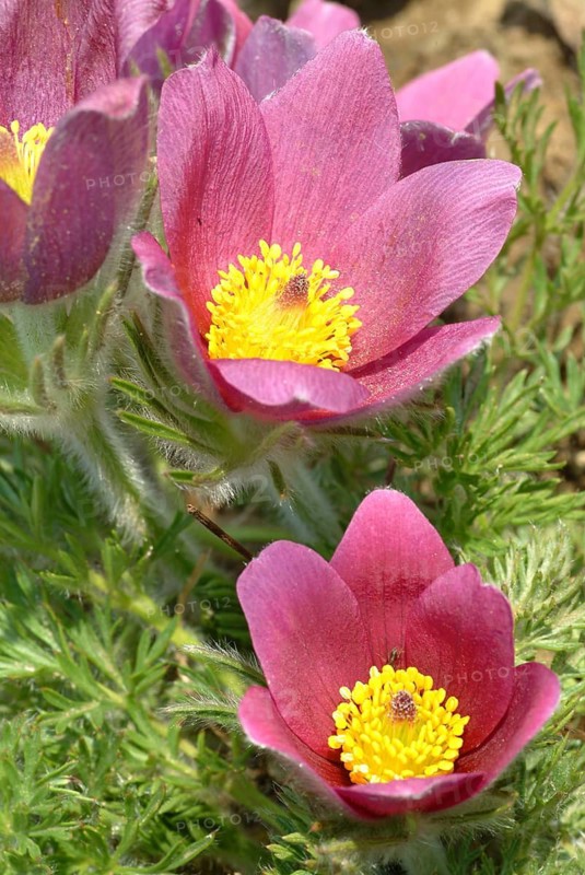 Common pasque flower (Pulsatilla) vulgaris, also known as common pasque flower, pasque flower or cow pasque flower was already valued by Hippocrates for its effect as a medicinal plant, namely for colds, headaches, anxiety, hysteria as well as for promoting menstruation