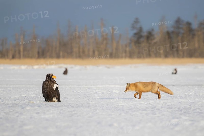Red Fox (Vulpes vulpes) walking in snow next to Steller's Sea Eagle (Haliaeetus pelagicus), Hokkaido, Japan