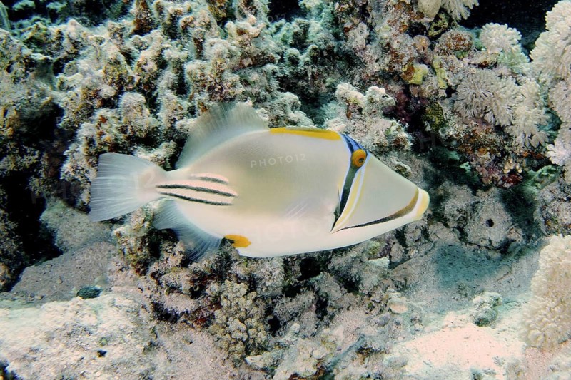 Arabian Picasso Triggerfish (Rhinecanthus assasi)