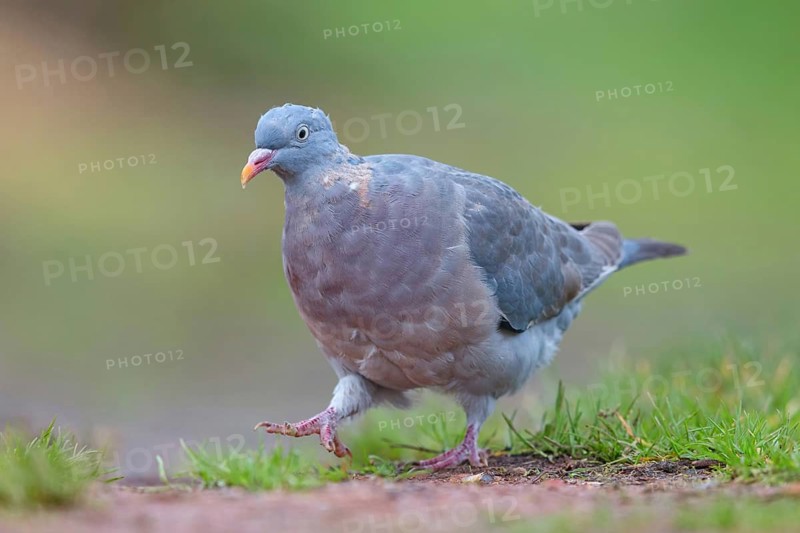 Woodpigeon, (Columba palumbus), foraging on the ground, biotope, habitat, animals, birds, pigeons, Heligoland, Schleswig-Holstein, Germany