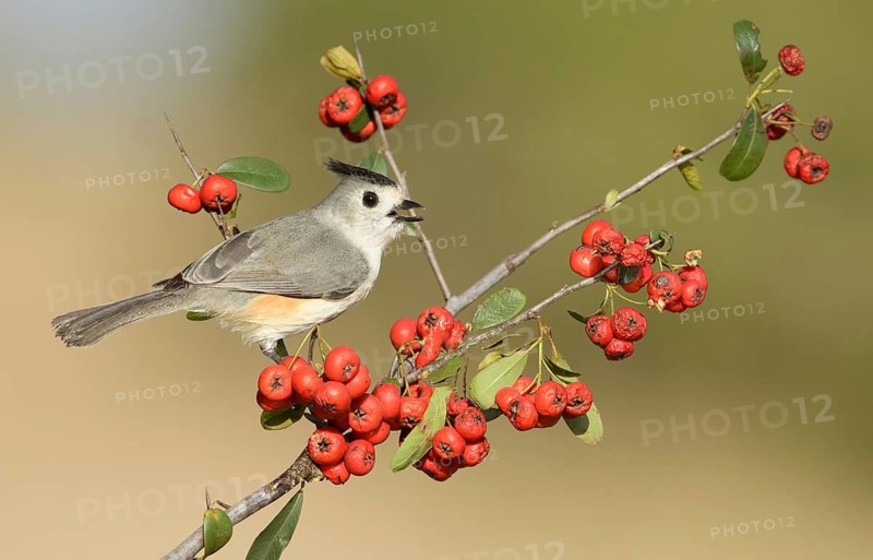 Black-crested Titmouse (Baeolophus atricristatus) perched on a branch, Texas, USA