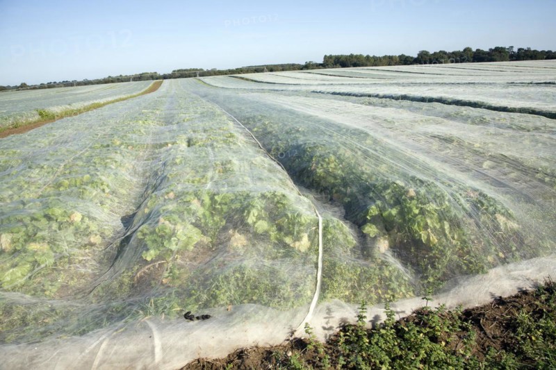 Field of turnips covered by fleece, Hollesley, Suffolk, England, United Kingdom