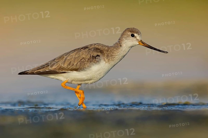 Terek sandpiper, (Xenus cinereus), animal, animals, bird, birds, snipe family, snipe, biotope, habitat, foraging Salalah, Raysut, Sohar, Oman