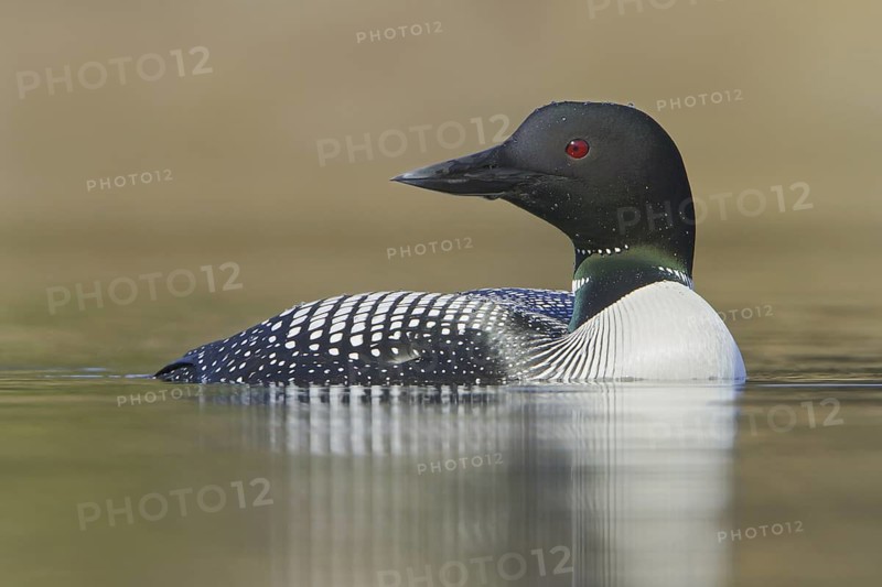 Great Northern Loon (Gavia immer), British Columbia, Canada