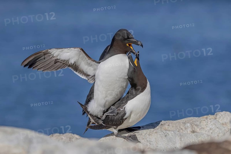 Razorbill (Alca torda), pair, copulation, Hornoya, Varangerfjord, Norway