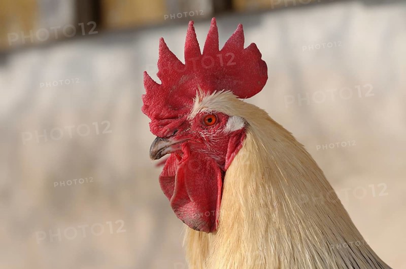 Profile of a white cockerel with a red comb against a blurred background, domestic fowl (Gallus gallus domesticus), Franconia