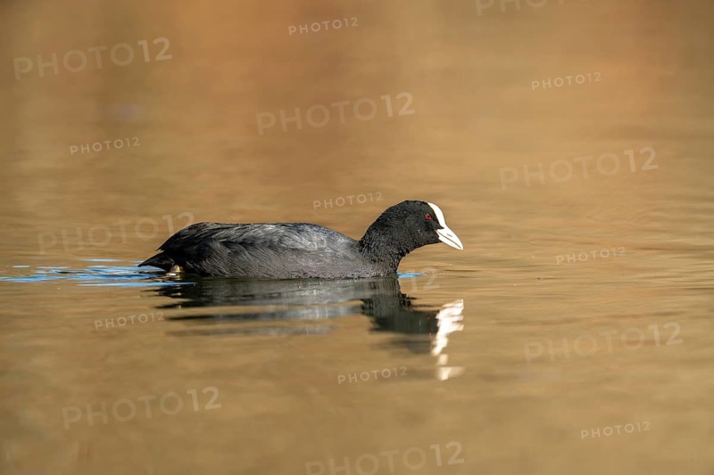 Eurasian Coot (Fulica atra), Vulkaneifel, Rhineland-Palatinate, Germany