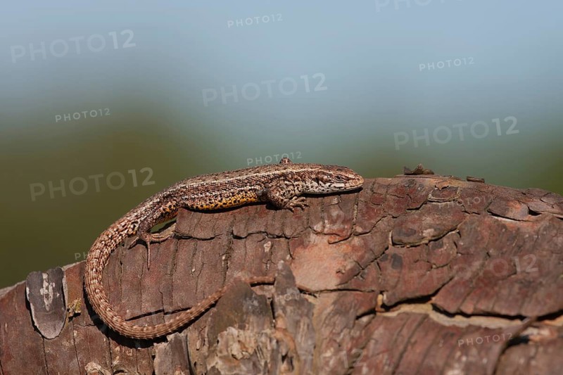 Common lizard (Zootoca vivipara) adult reptile animal resting on a tree stump, England, United Kingdom