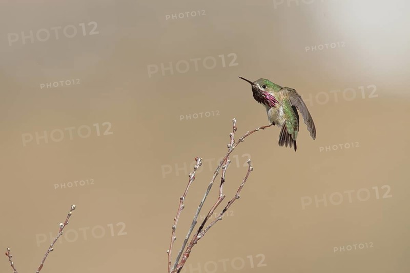 Calliope Hummingbird (Selasphorus calliope) male, California, USA