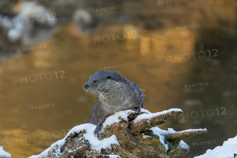 One Eurasian otter (Lutra lutra), resting on a snow covered fallen tree lying in a frozen river
