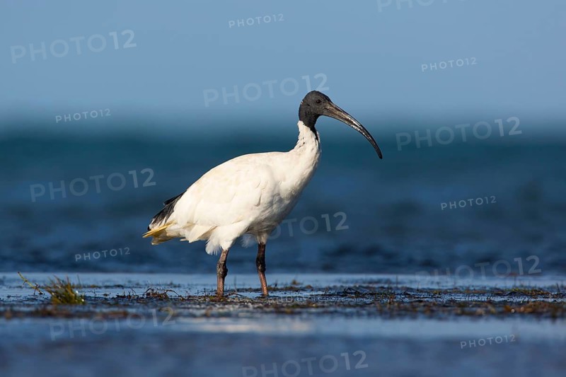 Australian White Ibis (Threskiornis molucca), Victoria, Australia
