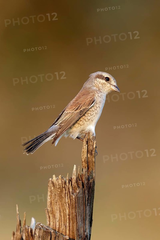 Grauwe Klauwier vrouw zittend op paaltje, Red-backed Shrike female sitting on branch