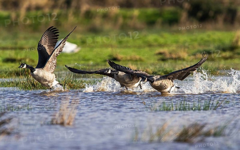 Canada Goose (Branta canadensis) birds in flight over Marshes