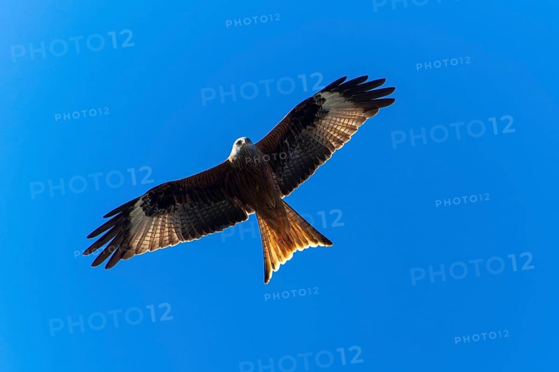 An elegant bird flies high in the clear blue sky, Red Kite, (Milvus milvus) wildlife, Germany