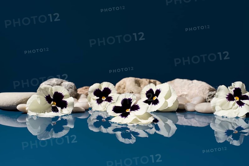 Elegant scene featuring white Viola tricolor flowers laid on stones, mirrored beautifully in a surface against a deep blue background, presented in an artistic setting