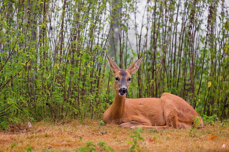 A female roe deer (Capreolus capreolus) rests in nettle thicket