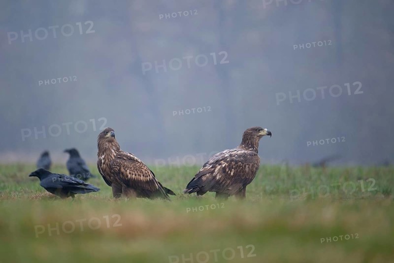 White-tailed eagle (Haliaeetus albicilla), juvenile, young white-tailed eagle in a forest clearing during heavy rain, Podlaskie Voivodeship, Poland