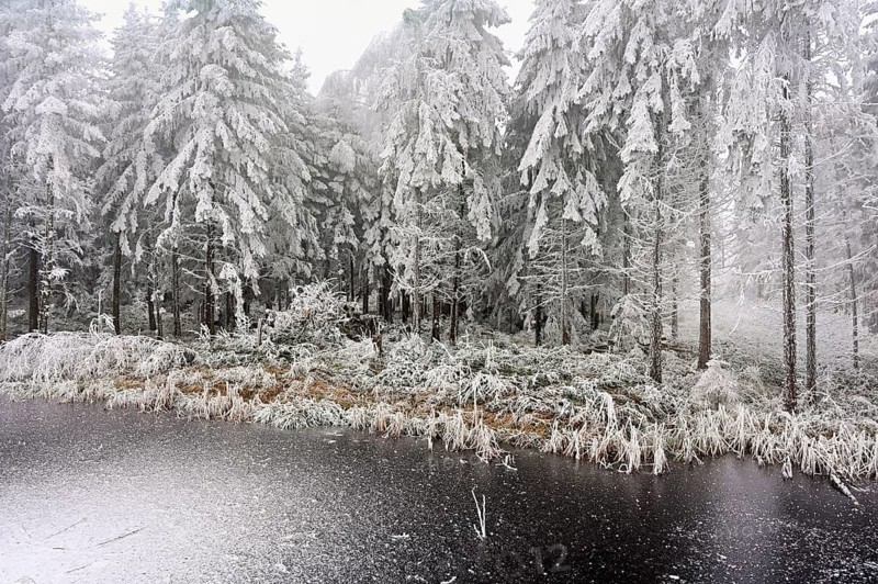 Ballmoos forest reserve in hoarfrost, high moor in fog, Lieliwald, Lindenberg, Horben, Canton of Lucerne, Switzerland