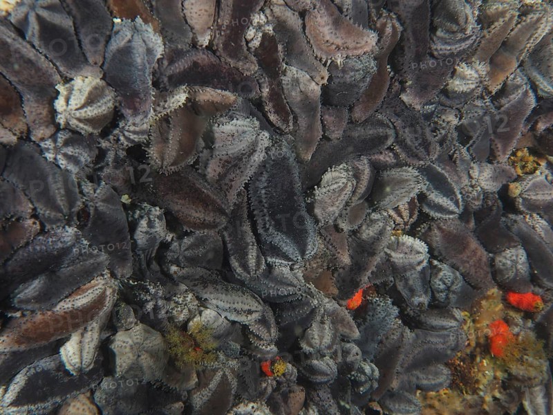 Collection of Cape Town sea cucumber (Hemiocnus insolens), sea cucumber, endemic, in various shades of grey, natural structure, False Bay dive site, Cape of Good Hope, Cape Town, South Africa