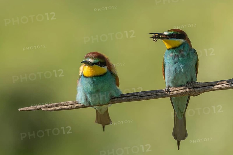 European bee-eater (Merops apiaster) on a branch during the breeding season in spring. Jechtingen, Emmendingen, Kaiserstuhl, Freiburg im Breisgau, Baden-Württemberg, Germany
