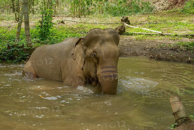 An Asian elephant enjoys a refreshing bath in a river in Thailand. Surrounded by lush greenery, the elephant gracefully interacts with the water, depicting a serene natural scene