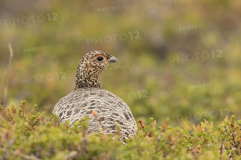 Willow Ptarmigan (Lagopus lagopus) female, Norway