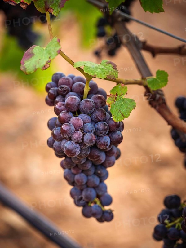 Close-up of ripe grapes hanging from a vine in a vineyard in Mallorca, Spain. Vivid colors highlight the abundance and richness of the grape harvest season