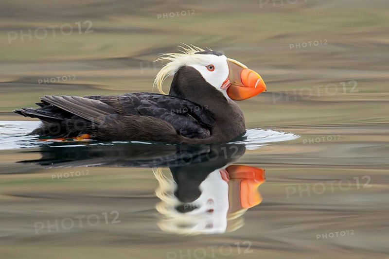 Tufted Puffin (Fratercula cirrhata) swimming on the ocean near the coast of Washington State, USA
