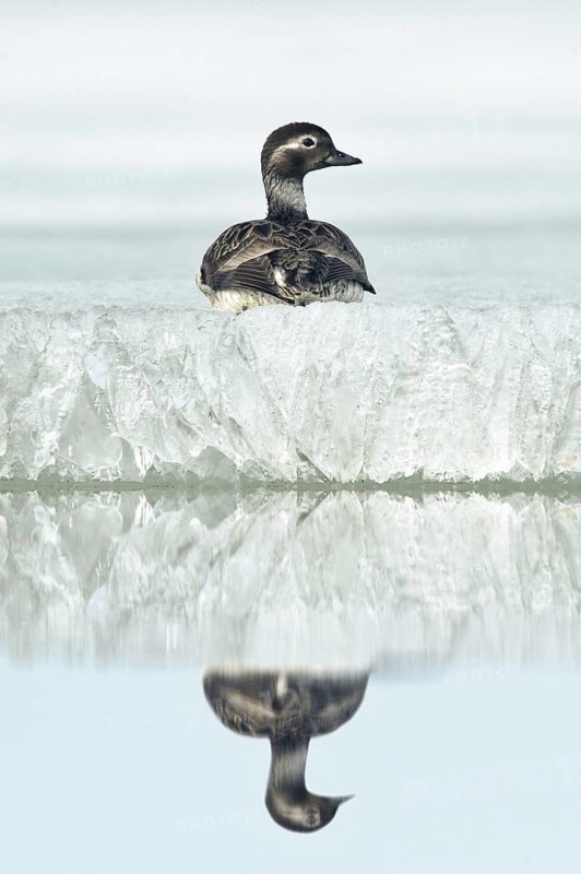 Long-tailed Duck (Clangula hyemalis) female, Alaska, USA