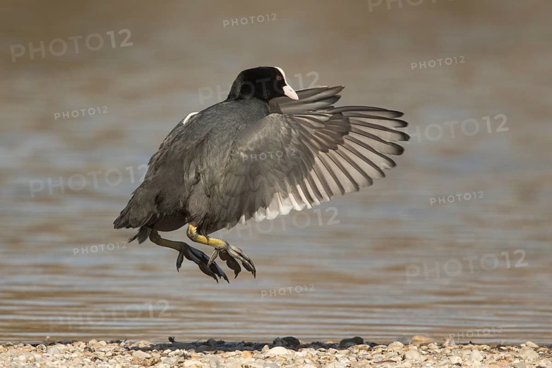 Eurasian Coot (Fulica atra) flapping, Bavaria, Germany