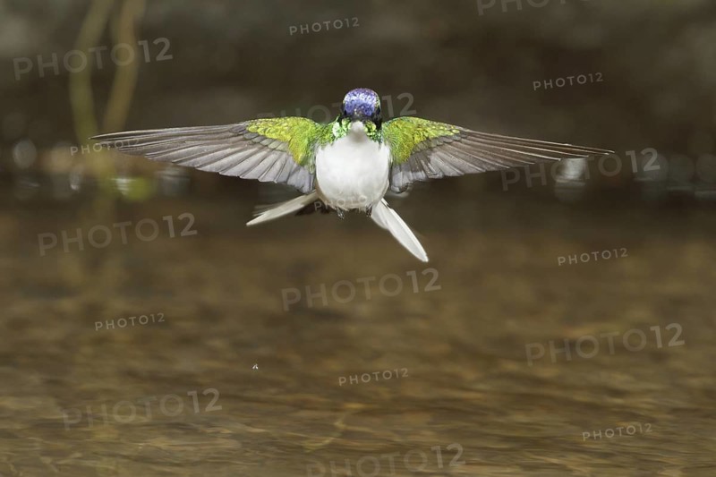 Purple-crowned Fairy (Heliothryx barroti), Costa Rica